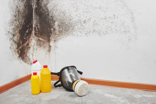 Best Residential Mold Remediation in Ellisville, MS
