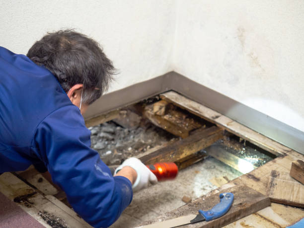 Best Black Mold Remediation in Ellisville, MS