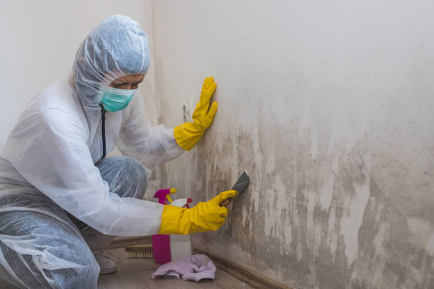 Best White Mold Remediation in Ellisville, MS