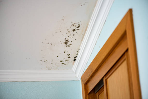 Best Commercial Mold Remediation in Ellisville, MS