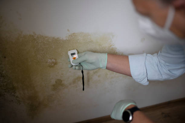 Best Bathroom Mold Remediation in Ellisville, MS