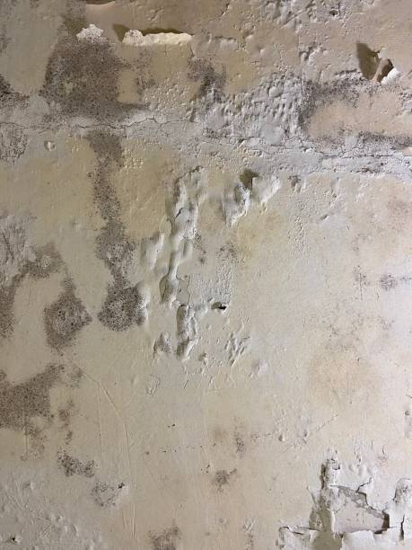 Best HVAC Mold Remediation in Ellisville, MS