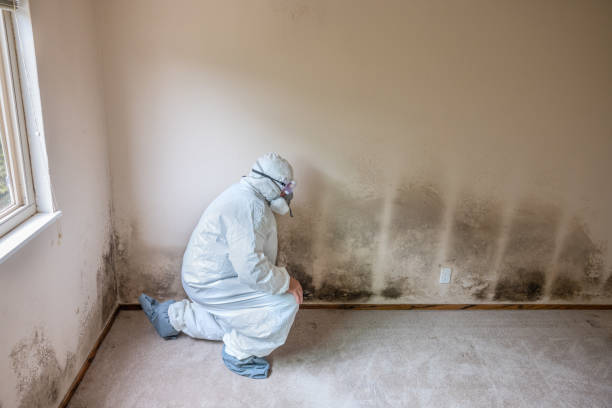 Best Mold Testing and Inspection Services in Ellisville, MS