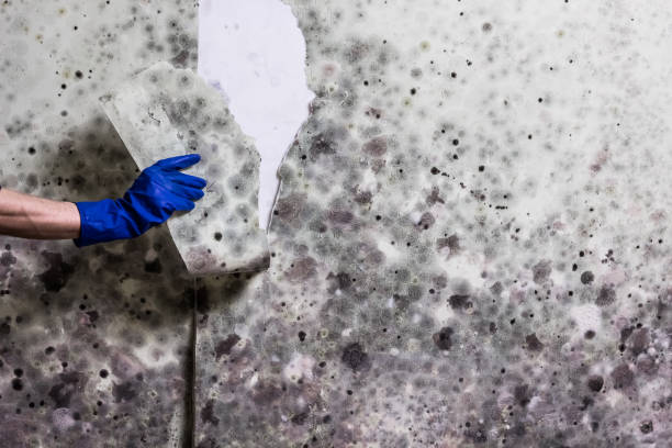 Best Residential Mold Remediation in Ellisville, MS