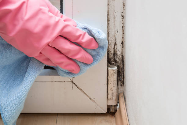 Best Health and Safety Mold Remediation in Ellisville, MS