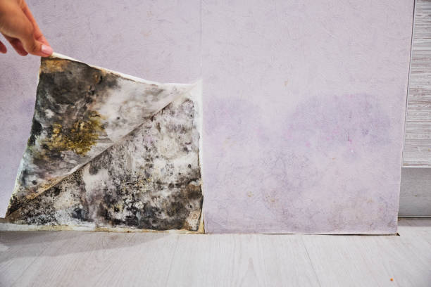 Best Mold Remediation for Specific Building Types in Ellisville, MS